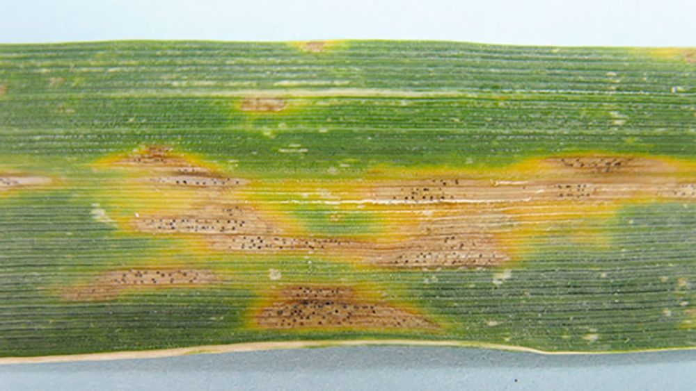 Combatting Septoria Tritici Blotch in Wheat post image