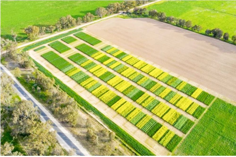Optimistic Results from Intercropping post image