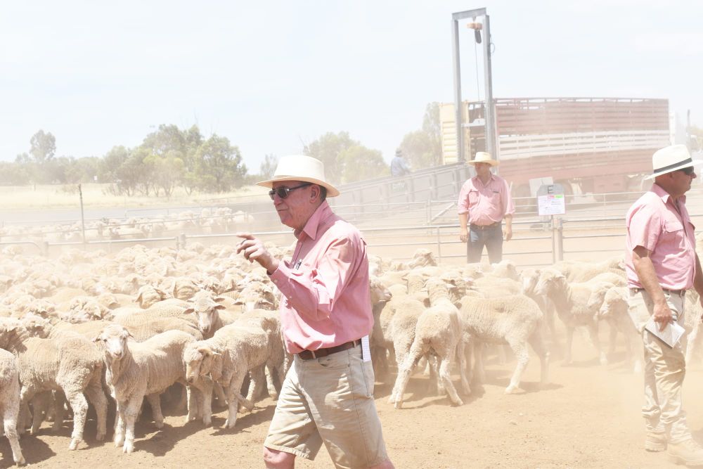 Wycheproof’s Final Store Sheep Sale for 2020 post image