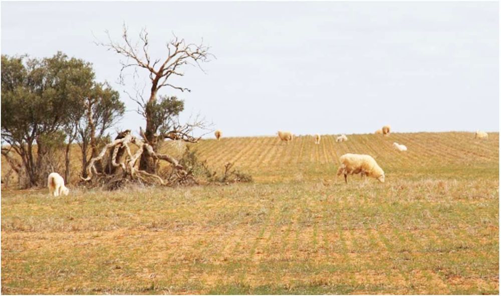 Anthrax: Protect Yourself — and Your Livestock post image