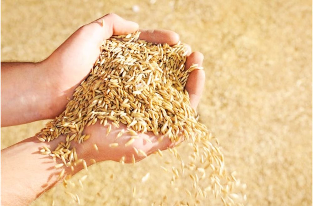 Getting Stock Safely On to Grain post image