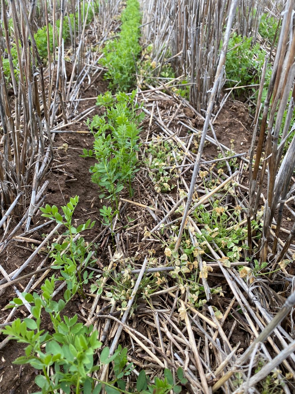 Making the Most of Herbicide-Tolerant Pulses: WeedSmart Advice – “Ask an Expert” post image