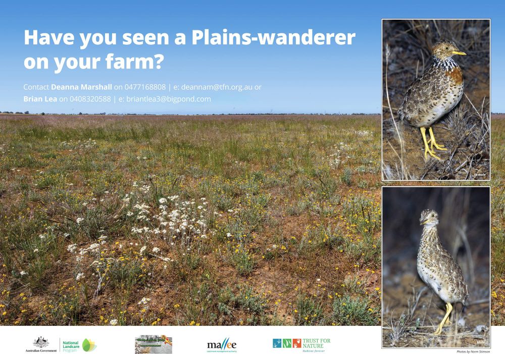 Wondering About Wanderers post image