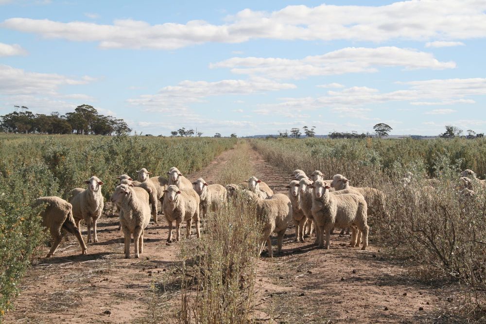 Drought-Resilient Shrub Goes East post image