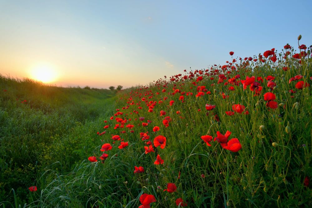 Friday Next is Remembrance Day post image