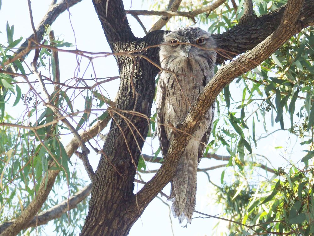 See the Birdy post image