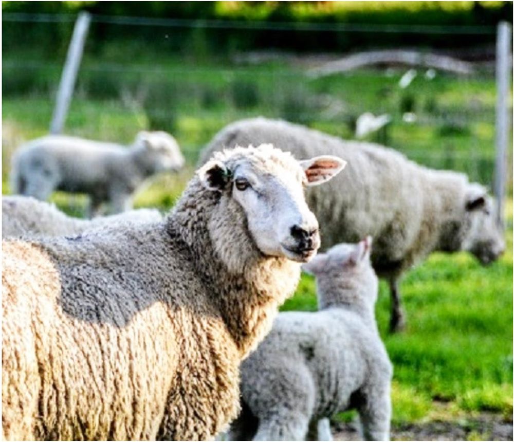Don’t Have a Close Shave with Barber’s Pole Worm post image