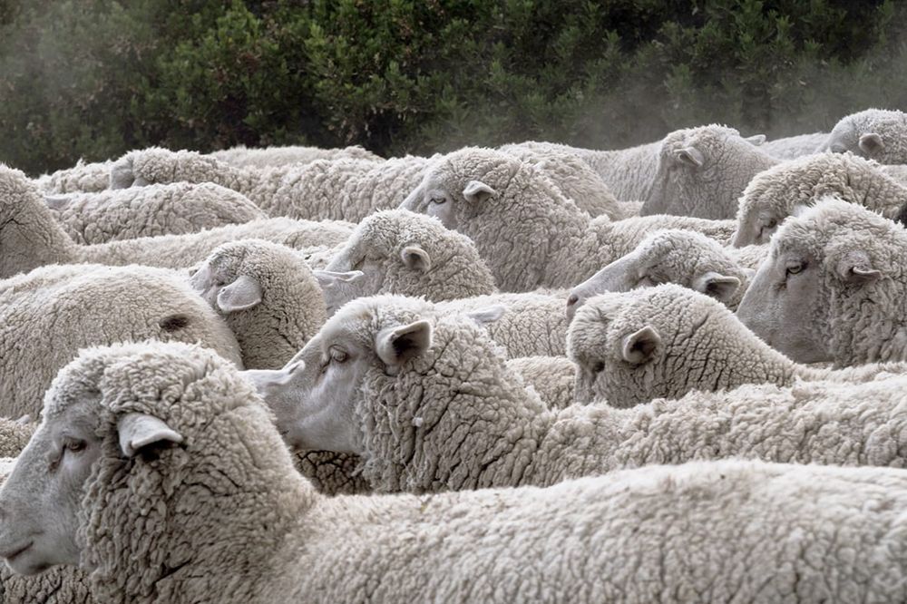 Victorian Food and Fibre Exports Hit Record High post image