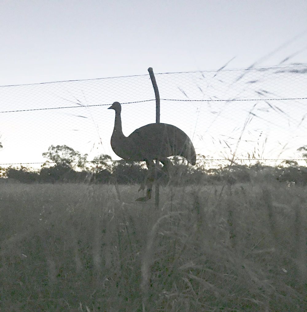First Emu Silhouette in Place post image