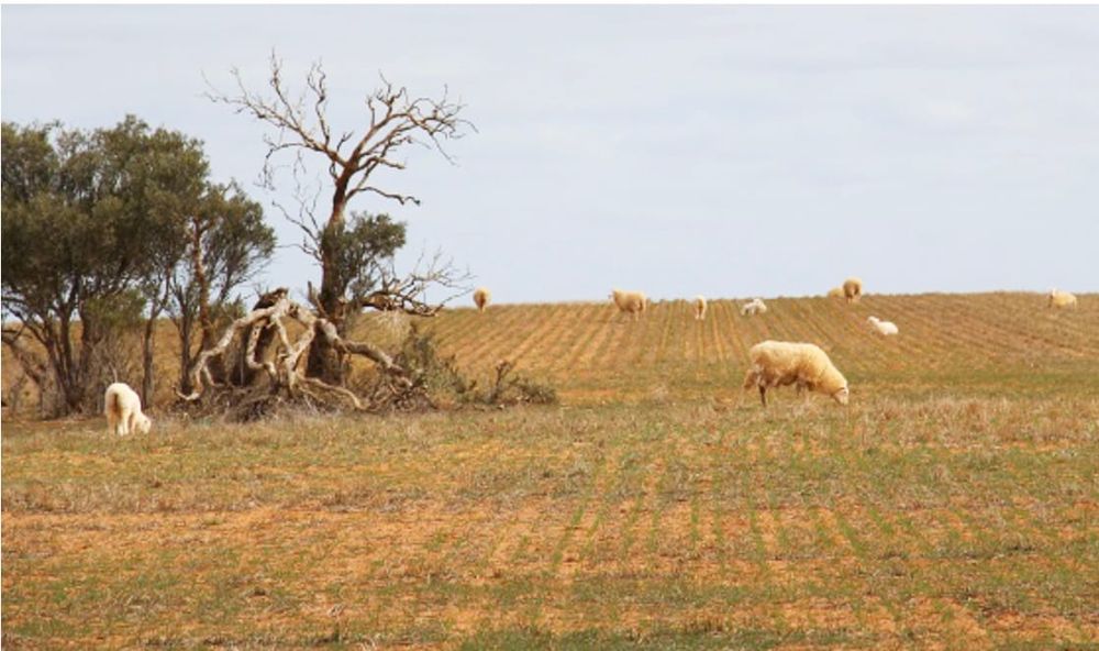 Supporting Mallee Farmers with Information and Advice post image
