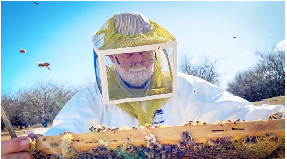 Varroa Mite Information: Pollination Season Effort post image