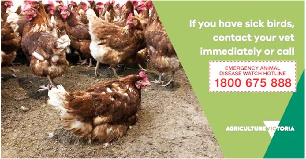 Further Detections of Avian Influenza post image