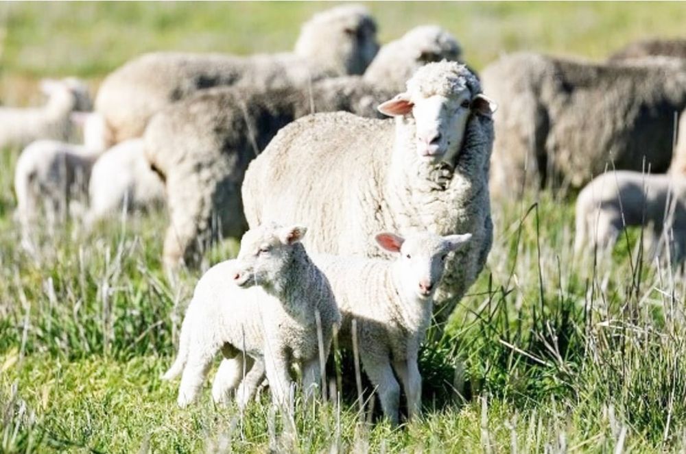 Prioritise to Vaccinate Sheep with Her Lambs post image