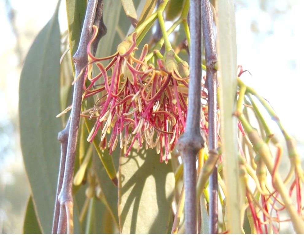 Nature Notes: The Best Restaurant in the Bush post image