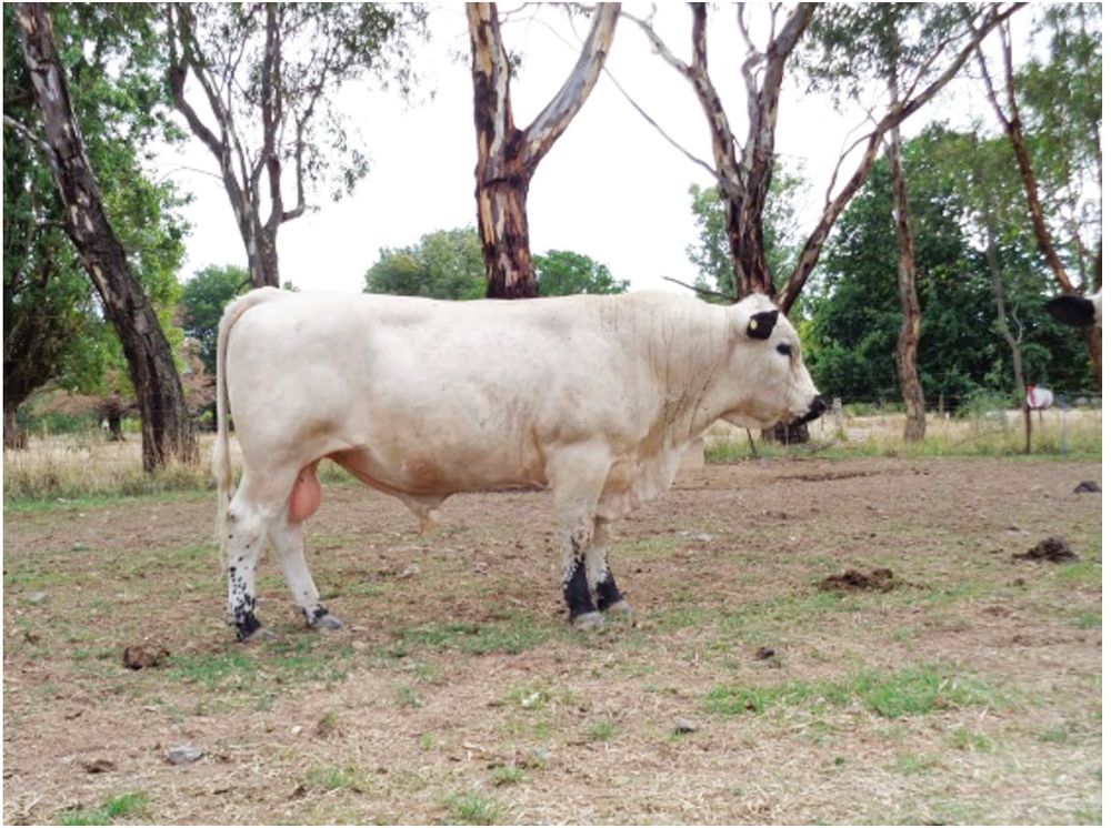 Bull Soundness Gives Confidence for Success post image