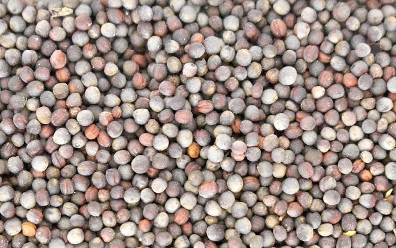 Check Retained Canola Seed Before Storage post image