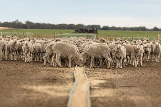 Pneumonia and pleurisy in sheep during summer post image