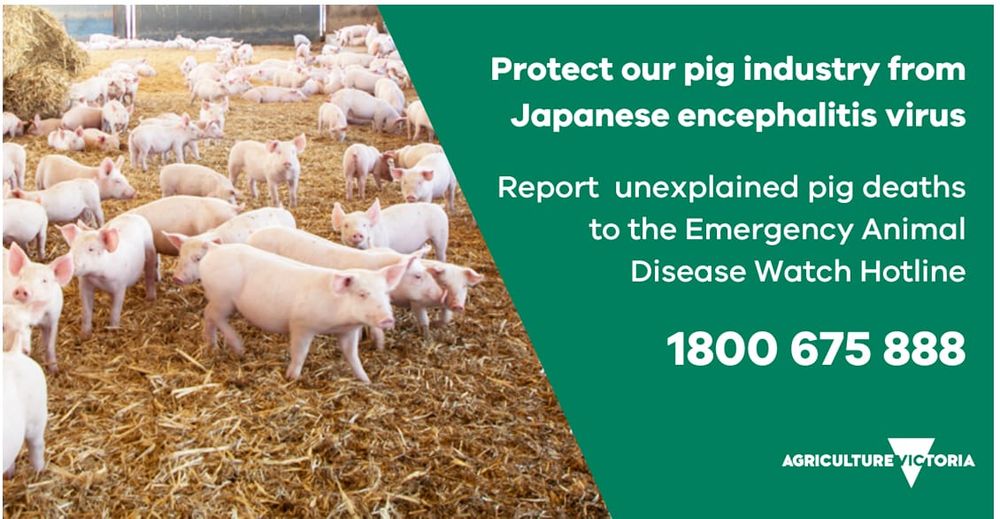 Monitoring Continues for Japanese Encephalitis post image