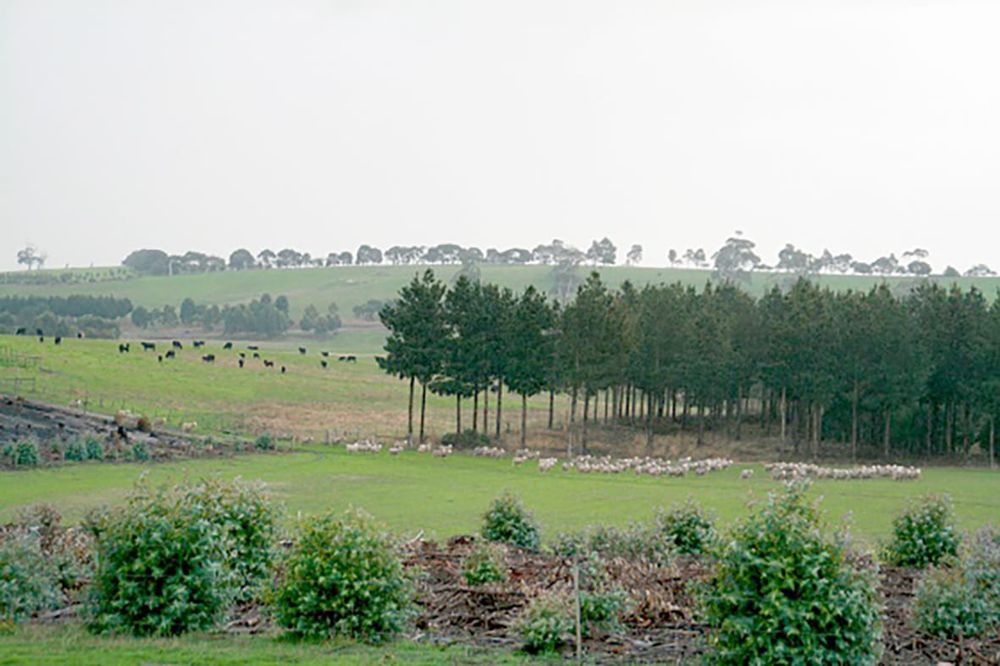 Landholders Branch Out with Tree Planting Grants post image