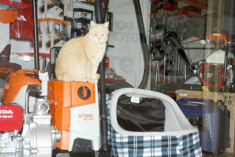 “How Much is that Moggy in the Window?” post image