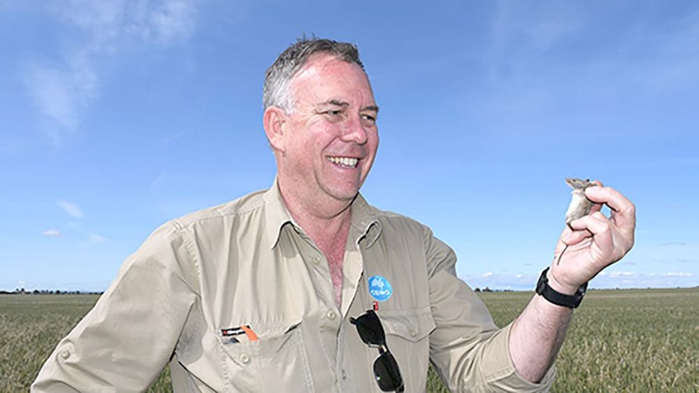 Reduce Harvest Losses to Minimise Mouse Risk post image