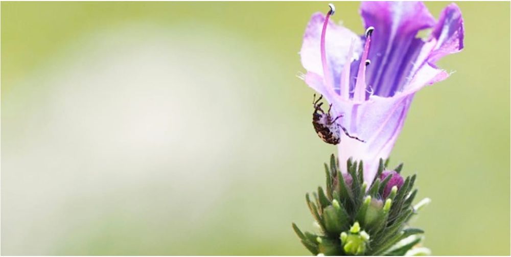Weed Management Workshop post image