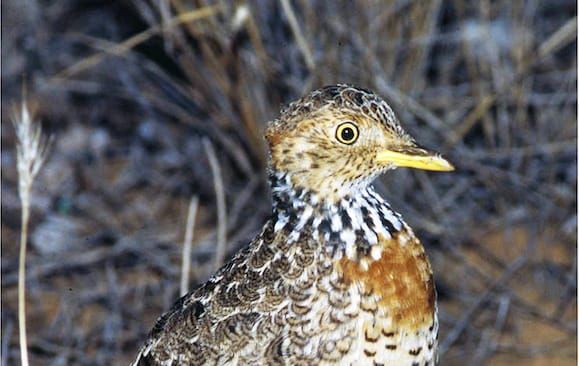 Plains-Wanderers Back in the Wild post image