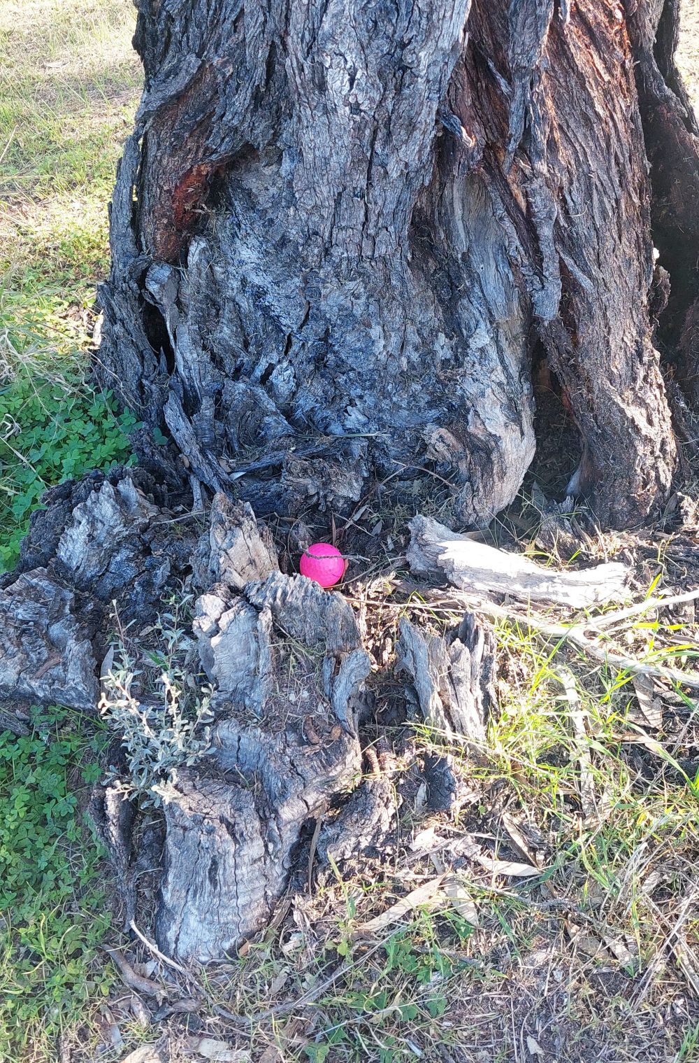 Charlton Ladies’ Golf post image