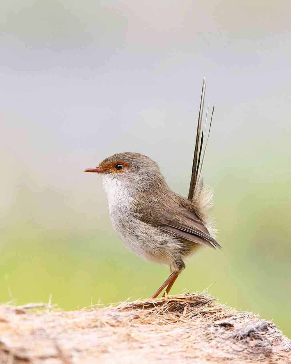 “Birds in Focus” Opens at Charlton Courthouse Gallery post image