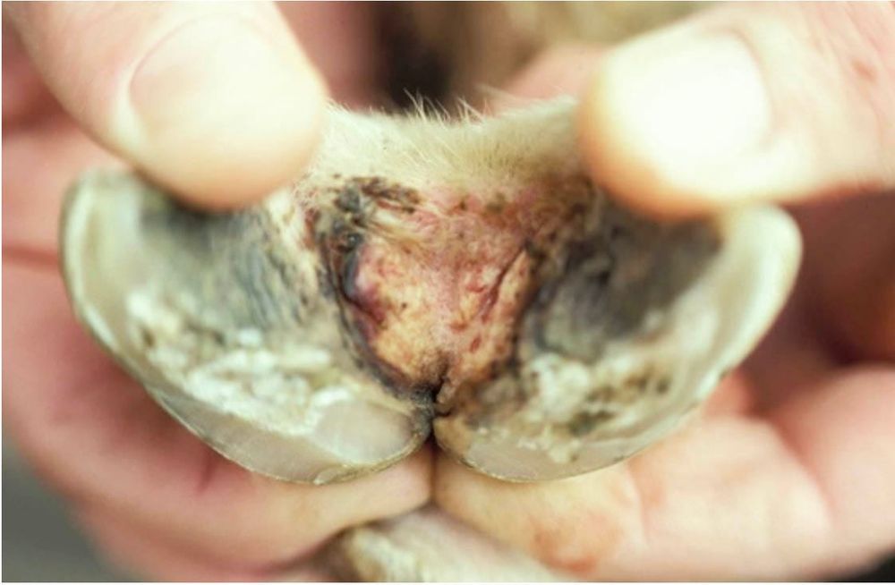 Thinking of Eradicating Footrot This Summer? post image