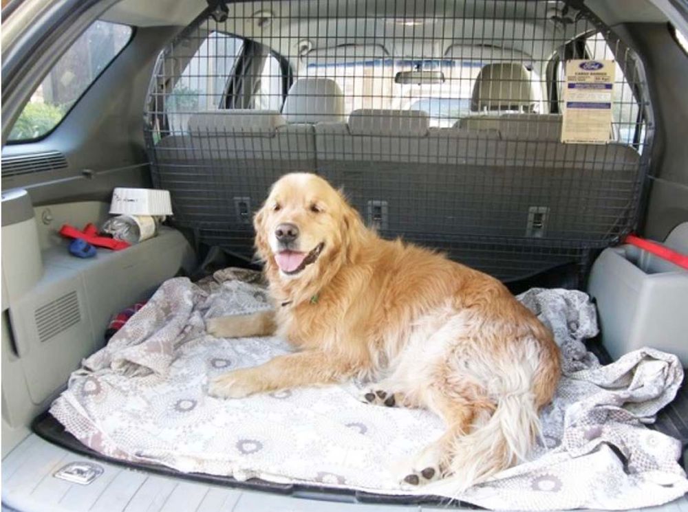 Tick Control in Dogs post image