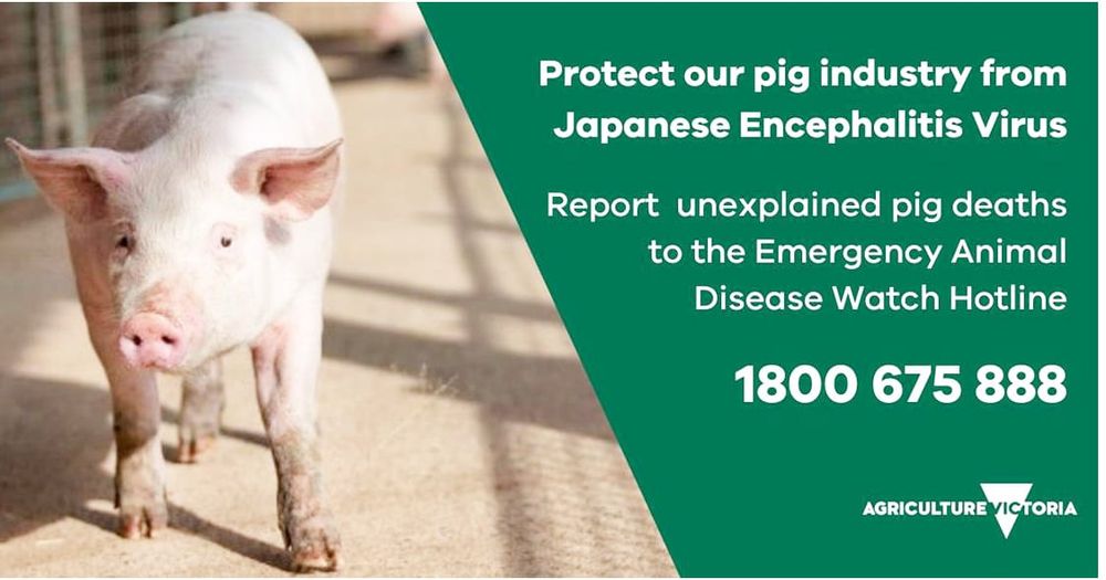 Japanese Encephalitis Virus Detection post image