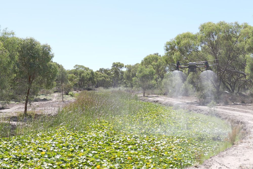 Weedkilling Gunbower Creek Drone Trial: Stage One Complete post image