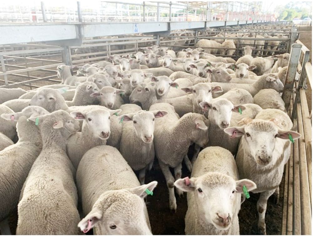 Victoria’s Record Breaking Sheep Traceability System post image