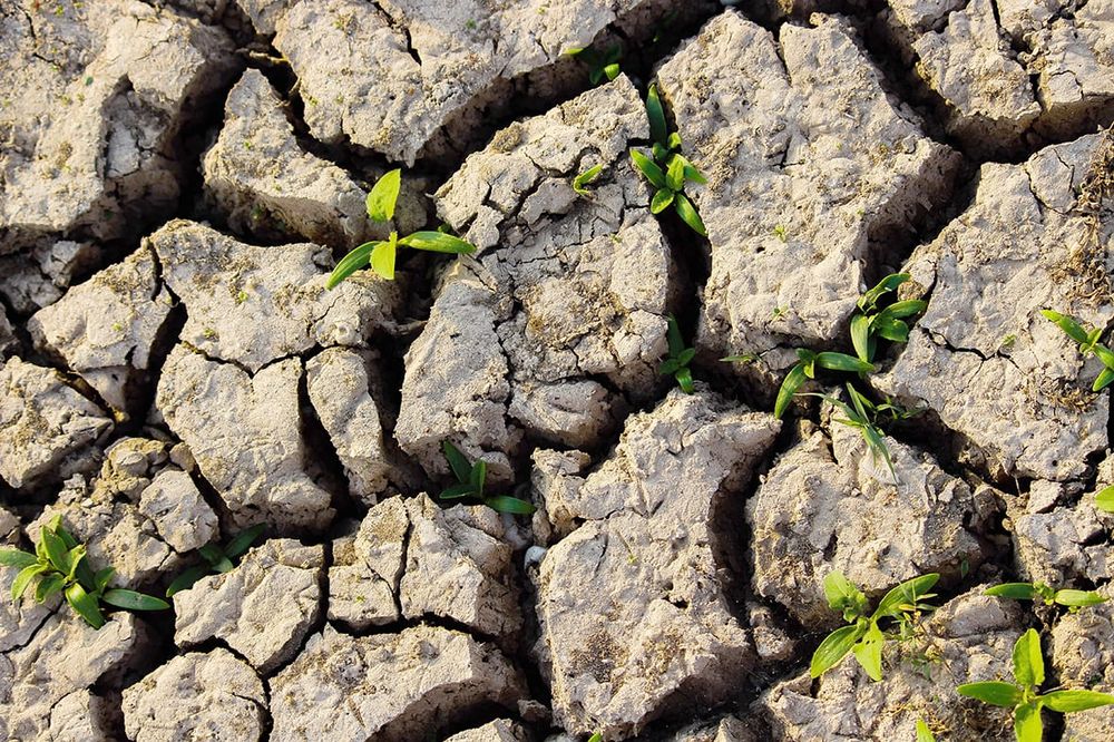 Nitrogen Loss in Flooded Soils post image