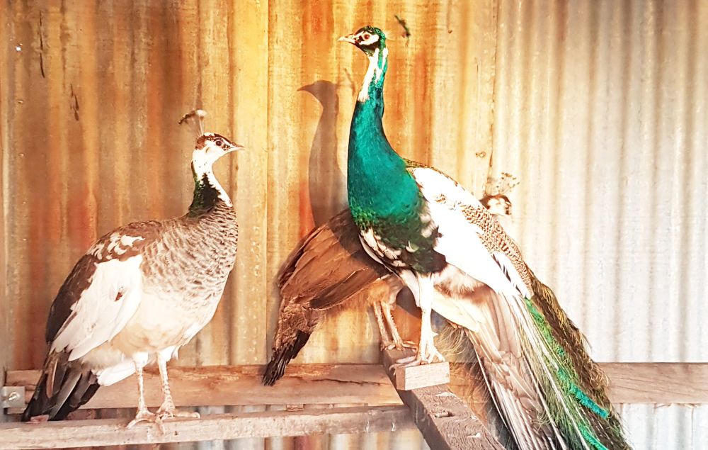 Percy’s Poultry post image