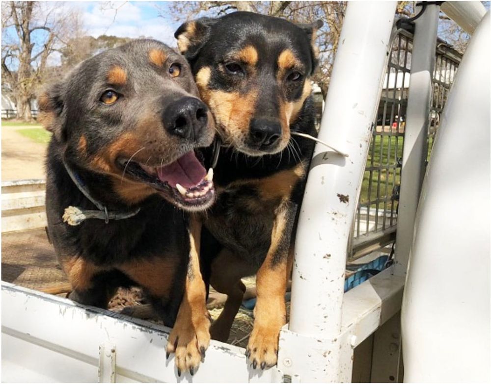 Even Better Care for Our Companion Animals post image