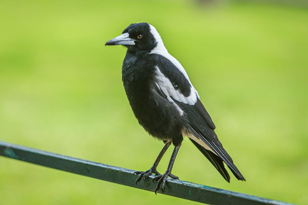 Know What to Expect This Swooping Season post image