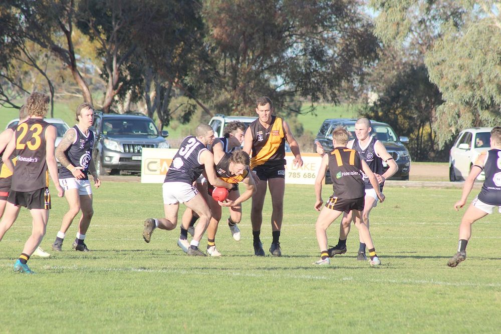Classy Tigers Remain Undefeated post image