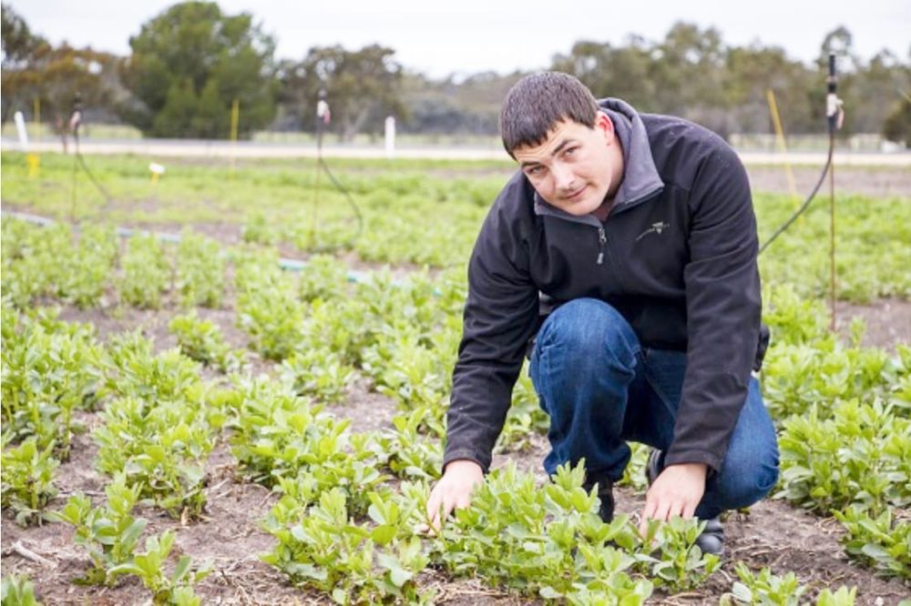 Research Into Pulse and Oilseed Diseases post image