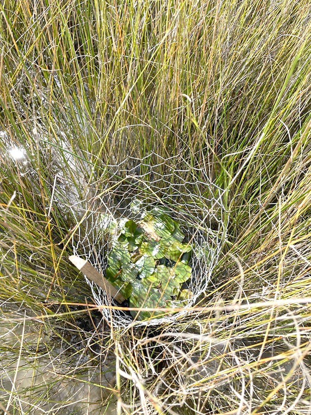 Lifeline for Critically Endangered Wetland Plant post image