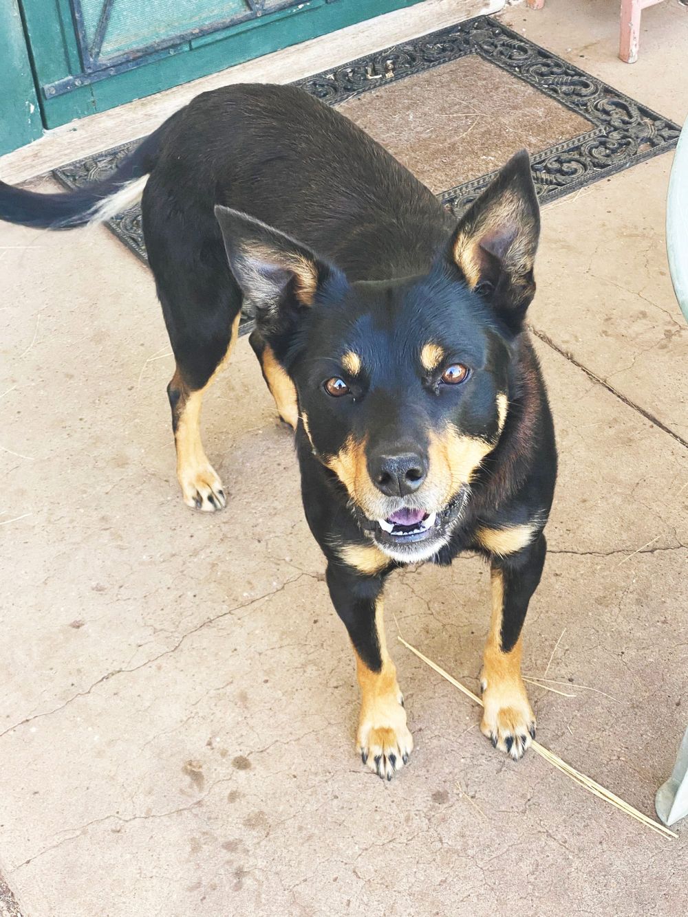 Meet Ned, My Kinky Kelpie post image