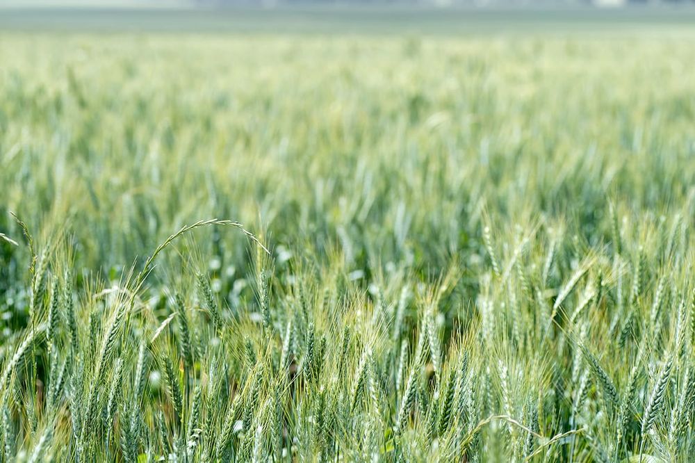 Ground-breaking Research into Better Ryegrass Management post image