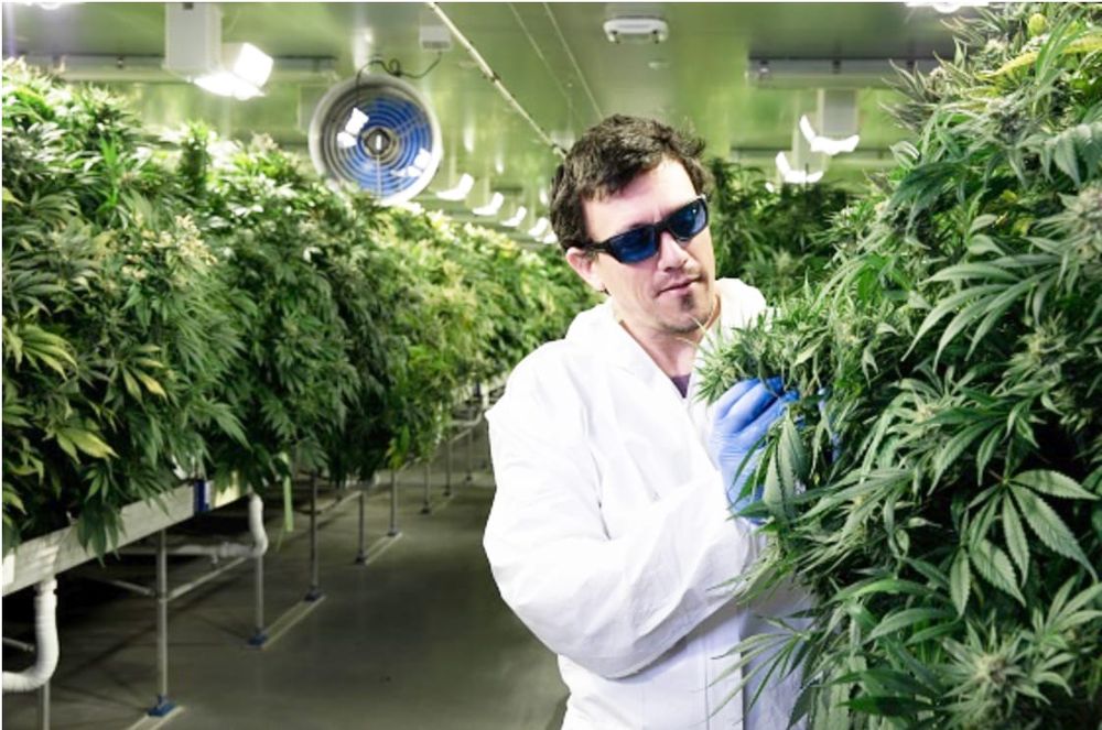 Cracking the Code on Medicinal Cannabis post image