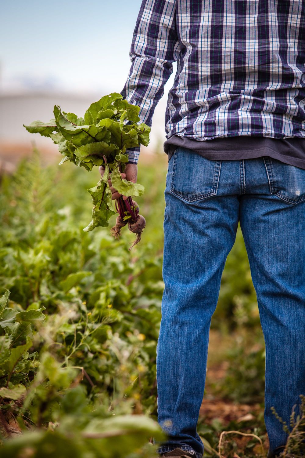 Study to Help Farmers Curb Chronic Pain post image