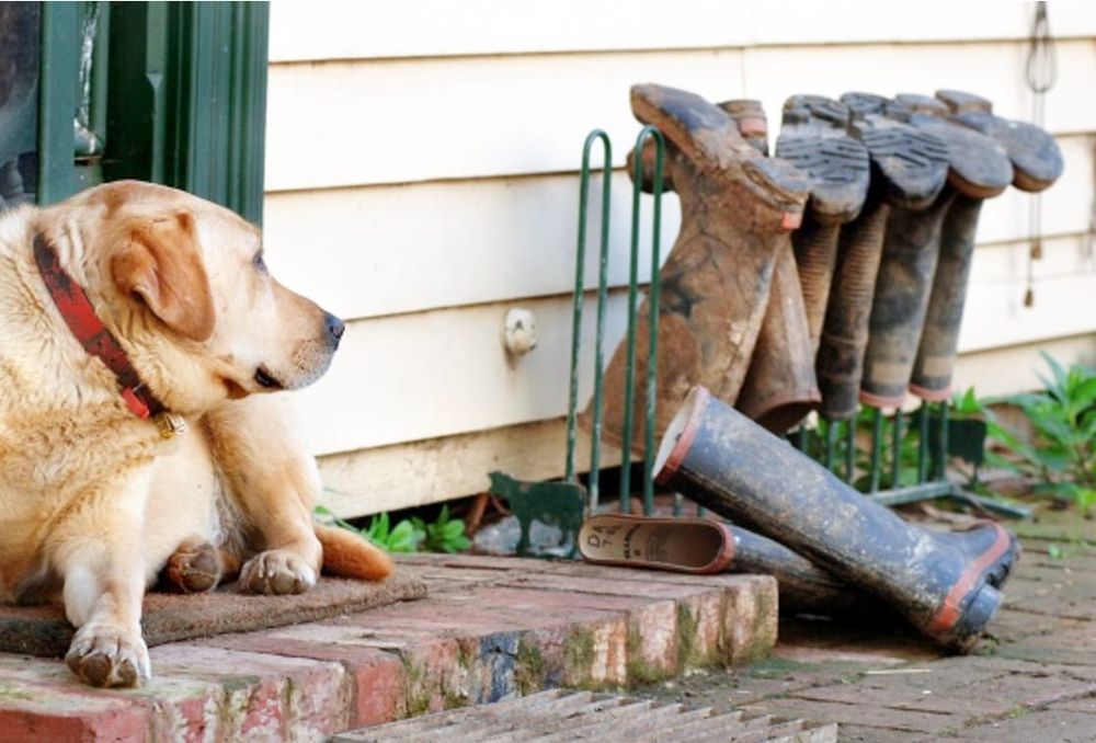 Supporting Our Much-Loved Companion Animals post image