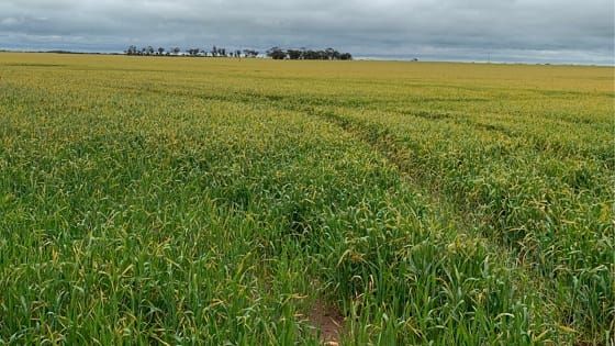Get on Top of Stripe Rust post image