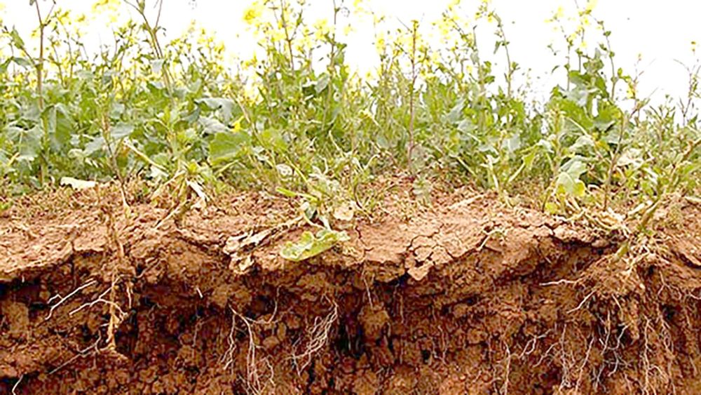 Which Crop Types Best for High Strength Soils? post image