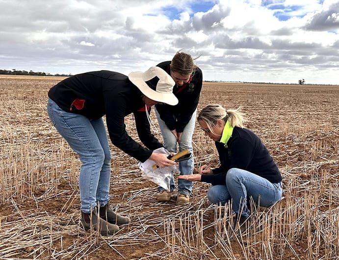 Seedling Survival in Marginal Moisture post image