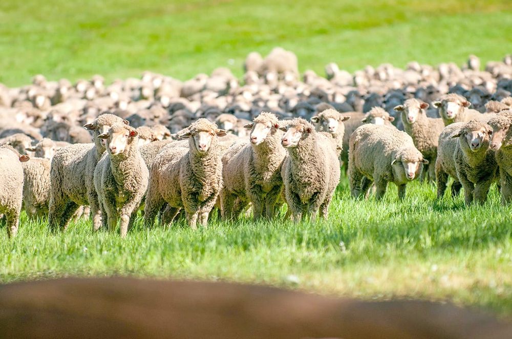 Woolpoll Closes This Week – Make Your Voice Heard post image